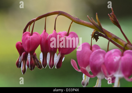 Dicentra spectabilis - bleeding heart Banque D'Images