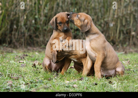 Chien Rhodesian Ridgeback / African Lion Hound trois chiots jouant dans un pré Banque D'Images