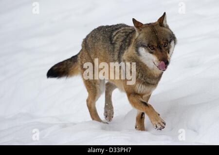 Un loup gris (Canis lupus) promenades dans la neige dans son boîtier extérieur au parc national de la forêt bavaroise, en Allemagne, près de Neuschoenau 03 février 2013. Photo : Patrick Pleul Banque D'Images