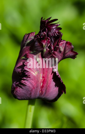 Tulip 'Black Parrot Banque D'Images