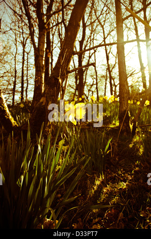 Jaune JONQUILLE Narcissus dans une clairière d'arbres forestiers forêt éclairé par la faible chaleur du soleil Banque D'Images