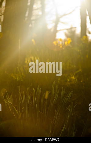 Jaune JONQUILLE Narcissus dans une clairière d'arbres forestiers forêt éclairé par la faible chaleur du soleil faible profondeur de champ Banque D'Images