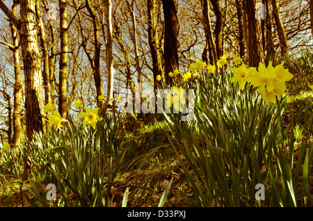 Jaune JONQUILLE Narcissus dans une clairière d'arbres forestiers forêt éclairé par la faible chaleur du soleil Banque D'Images