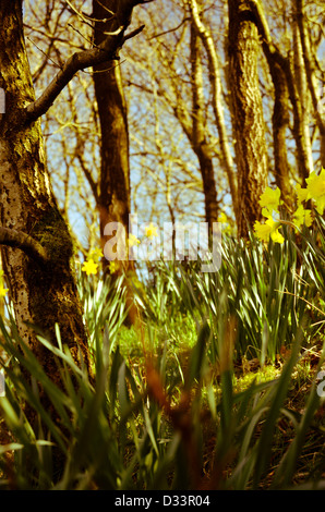 Jaune JONQUILLE Narcissus dans une clairière de bois forestiers arbres forestiers retour éclairé par une faible chaleur du soleil Banque D'Images