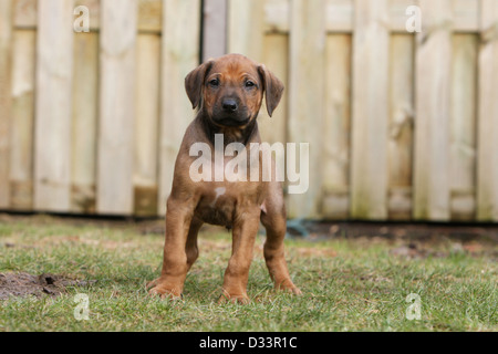 Chien Rhodesian Ridgeback / African Lion Hound puppy standing in a garden Banque D'Images