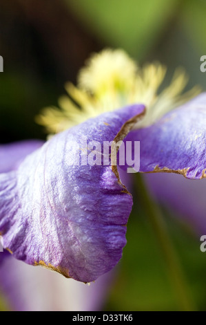 Close up d'un pétale de fleur pourpre Banque D'Images