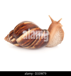 Big brown snail sur fond blanc, macro photo Banque D'Images