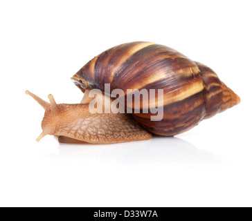 Big brown escargot rampe sur fond blanc Banque D'Images