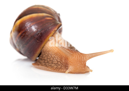 Macro photo de big brown escargot rampe sur fond blanc Banque D'Images