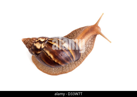 Big brown escargot rampe sur fond blanc, macro photo Banque D'Images