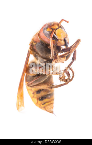 Une abeille extrêmement proches sur fond blanc Banque D'Images