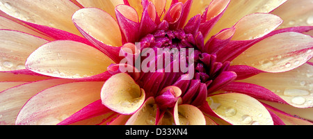 Le dahlia (Gitts Crazy) close up. Oregon Banque D'Images