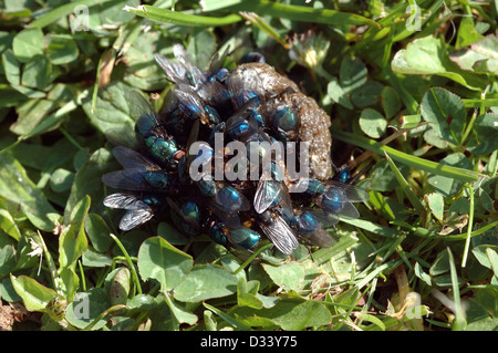 La mouche bleue (Calliphora vicina : Calliphoridae) et mouches greenbottle (Lucilia caesar) se nourrissent d'une chute de poulet UK Banque D'Images