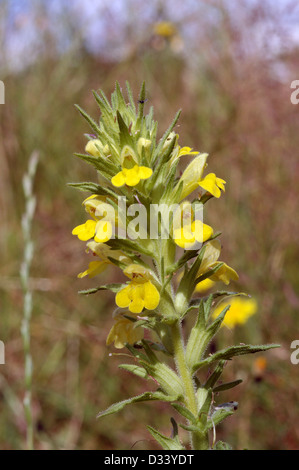 Bartsia jaune / glandweed (Parentucellia viscosa : Scrophulariaceae), Royaume-Uni Banque D'Images