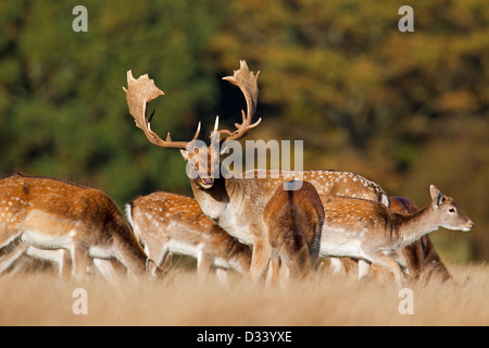 Le daim (Dama dama) buck checking out n'en troupeau durant le rut en automne, au Danemark Banque D'Images