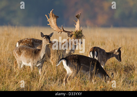 Le daim (Dama dama) avec les femelles du troupeau et le cerf avec bois couverts dans l'herbe pendant le rut en automne Banque D'Images