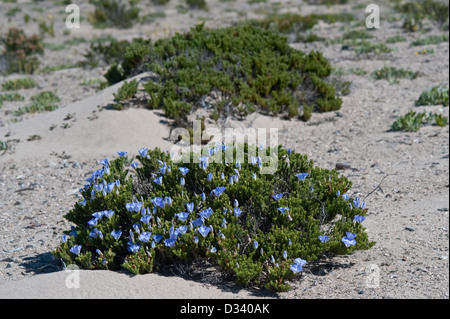 Bell Flower chilienne (Nolana sp.) fleurs près de Totaral désert d'Atacama Chili Amérique du Sud Banque D'Images