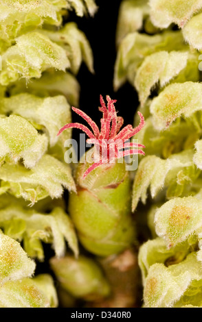 Fleurs noisette (Corylus avellana) rouge fleur femelle et mâle chatons au début du printemps, close-up, Dorsert, England, UK Banque D'Images