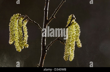 Les chatons de noisetier (Corylus avellana) au début du printemps, le pollen pour la pollinisation croisée. Dorset, Angleterre, RU Banque D'Images