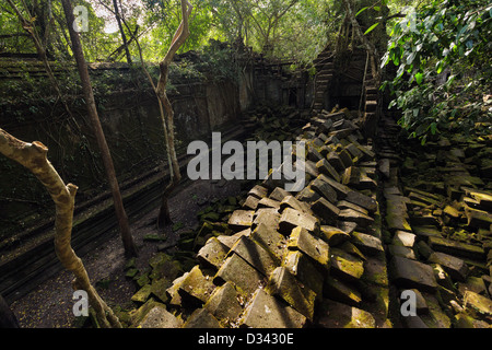 Beng Melea temple ruins dans une jungle dense, près de Angkor, Cambodge Banque D'Images