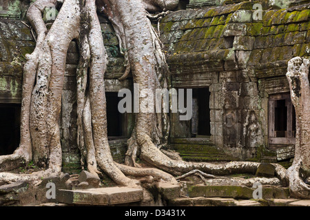 Les racines des arbres tropicaux enlacement Ta Prohm temple, Angkor, Cambodge Banque D'Images