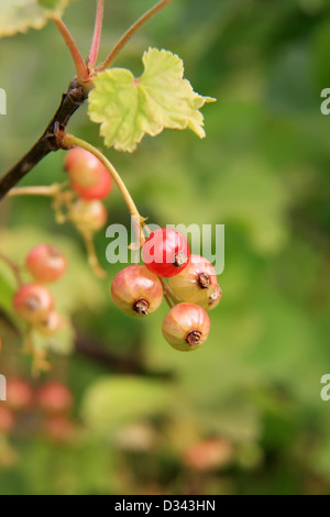 Fresh fruit vert baies de groseille rouge sur la branche Banque D'Images