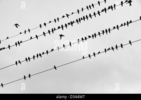 Les oiseaux sur les câbles électriques, Leticia, Colombie Banque D'Images