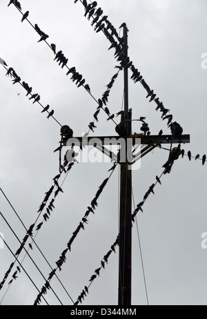 Les oiseaux sur les câbles électriques et d'un pylône, Leticia, Colombie Banque D'Images