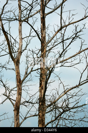 Vieux arbres morts sur fond de ciel bleu les Banque D'Images