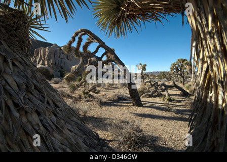 Yucca brevifolia arbres Joshua Joshua Tree National Park California USA Banque D'Images