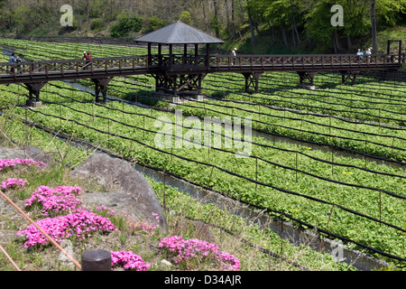 Passerelle piétonnière au-dessus de plus de wasabi Wasabi raifort champ à Daio Nojo ferme en ville Hotaka, Nagano, Japon. Banque D'Images