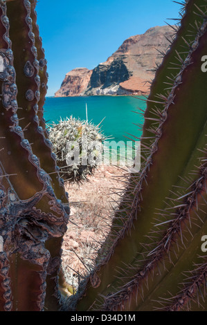 Mer de Cortez vu à travers les branches d'un cactus cardon sur Isla Espiritu Santo, Baja California, au Mexique. Banque D'Images