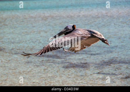 Pelican plane au-dessus des eaux peu profondes au large de l'île Espiritu Santo, Mer de Cortez, au Mexique. Banque D'Images