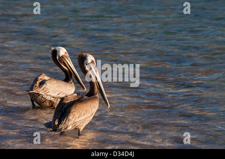 Des pélicans à partir de plage sur Isla Espiritu Santo, Mer de Cortez, Baja California, Mexique. Banque D'Images