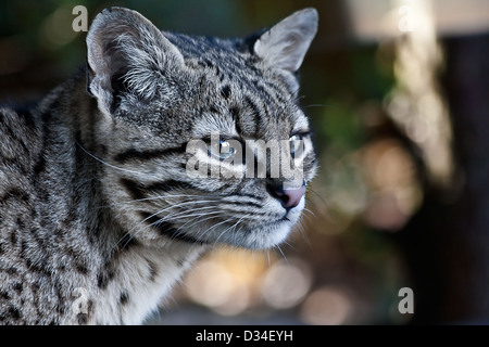 Les chats de Geoffroy habitent des forêts de hautes terres et des srublants du sud de l'Amérique du Sud Banque D'Images