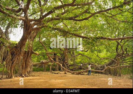 Ficus benghalensis, également connu sous le nom de Bengal, fig fig indien, Indien de l'fig à Ranthambhore Banque D'Images