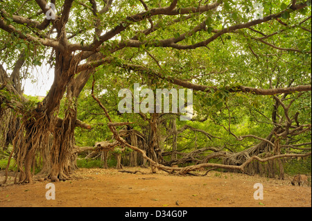 Ficus benghalensis, également connu sous le nom de Bengal, fig fig indien, Indien de l'fig à Ranthambhore Banque D'Images