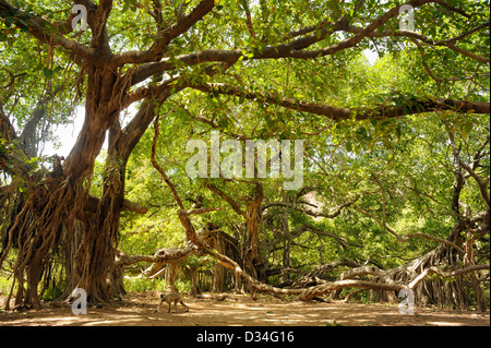 Ficus benghalensis, également connu sous le nom de Bengal, fig fig indien, Indien de l'fig à Ranthambhore Banque D'Images