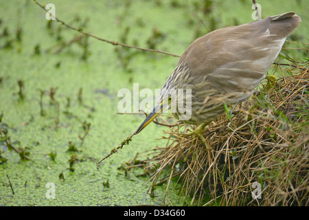 Paddybird ou Heron Indian Pond (Ardeola grayii) alerte pour pêcher dans un lac à Bharatpur Bird Sanctuary. Banque D'Images