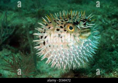 Blowfish ou poisson-globe en sous-marin ocean Banque D'Images