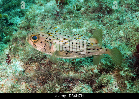 Blowfish ou tortue poisson sous l'océan en porc-épic Banque D'Images