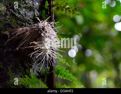 Champignons blancs, fruit d'une espèce de morts dans la forêt tropicale. Parc National de Kinabalu, Sabah, Malaisie, Bornéo ,. Banque D'Images