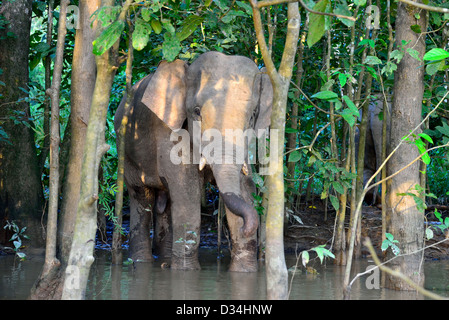 L'éléphant pygmée jouant près de la rivière Kinabatangan. Sabah, Bornéo, Malaisie. Banque D'Images