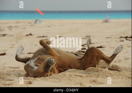 Chien heureux rouler dans le sable sur la plage avec l'océan Atlantique à l'arrière-plan tandis que dans les Bahamas Banque D'Images