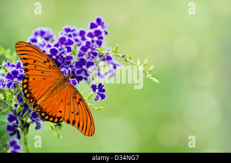 Gulf fritillary (Agraulis vanillae) papillon sur les fleurs violettes Banque D'Images