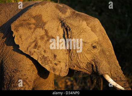 Loxodonta africana, l'éléphant dans la lumière du soir, Botsuana Banque D'Images