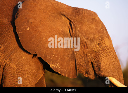 Loxodonta africana, l'éléphant dans la lumière du soir, Botsuana Banque D'Images