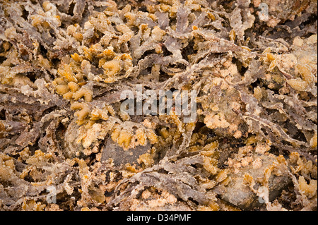 Oeufs de hareng du Pacifique mer rochers incrustés dans les mauvaises herbes près de Sitka, Alaska, USA Banque D'Images