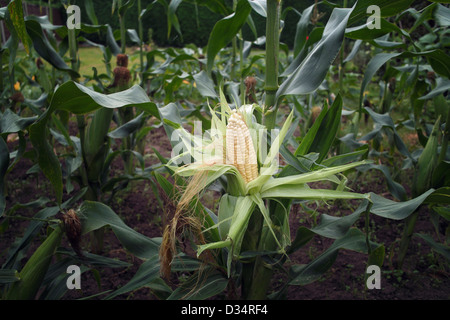 Maïs doux s/n croissant dans un potager Banque D'Images