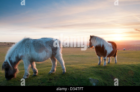 Deux poneys Dartmoor de pâturage au coucher du soleil à Dartmoor, dans le Devon UK Banque D'Images